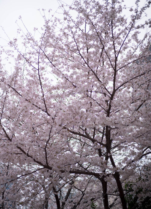 CHERRY  BLOSSOMS