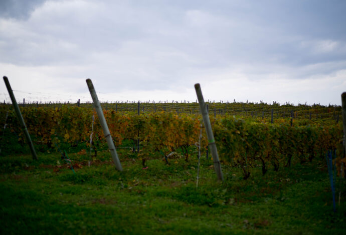 ドメーヌ　タカヒコ　DOMAINE　TAKAHIKO　HOKKAIDO　WINE
北海道余市郡余市町登町1395　ナナツモリ　ピノノワール’21
ピノノワール100％　12ヶ月樽熟成（古樽85％　新樽15％）
合成樹脂タンクにて全房発酵　野生酵母　抜栓は2024年1月頃まで待って頂きたい　2024年4月頃まで待って頂きたい。　理想は4年以上の熟成してからの抜栓　ドメーヌタカヒコが所有する6.7ｈａの畑「ナナツモリ」。ビオによるピノノワールが栽培されている。2021年の余市は、ブルゴーニュ同様な積算温度を記録し、歴史の中でも最も高い積算温度を記録した。開花中からベレゾンに入るまでの雨量が非常に少なく、日照量にも恵まれたため、小粒で色調濃く、糖度も高い、高品質で記録に残るピノノワールが収穫できた年となった。2021年がグレートヴィンテージであることは間違いない。　
ナナツモリ　ブランドノワール’21　
ピノノワール100％　12ヶ月樽熟成（古樽100％）
理想的な貴腐（ボトリチス）に感染したナナツモリピノノワールを粒単位で収穫し造られたナチュラルな辛口ワイン。そのため、貴腐が発生しない年は生産量が大幅に落ち、醸造されない年もある。2021年は天候に恵まれ、収獲直前まで貴腐の発生は殆ど見られなかったが、収穫直前になり貴腐が発生したため、昨年同様にBDNの生産量が多いヴィンテージとなった。甘口またはハイアルコールになることを避けるため、発酵前に健全果汁で希釈していたが、2020年からそのまま発酵を行い、辛口でボリューム感のあるワインを目指した。
ヨイチノボリ　ソガ　パストゥグラン’21
ピノノワール100％　12ヶ月樽熟成（古樽100％）
余市を代表する赤系品種「ツヴァイ」は、力強い骨格とガメイ種の様な華やかで豊かな果実味を備え持つ。このワインは、そんなガメイ種とピノノワールを主体としたブルゴーニュのパストゥグランをイメージして醸造した。ツヴァイが持つブラックチェリー香とピノノワールが持つイチゴやキノコ、ミント、グローブの香りの絶妙なバランスを楽しんでいただきたい。

（株）富屋酒店 かぶしきがいしゃ とみやさけてん カブシキガイシャ　トミヤサケテン TOMIYA SAKETEN 　愛知県名古屋市瑞穂区上坂町1-41-2　地酒屋　豊盃　HOUHAI ほうはい　ホーハイ　三浦酒造  MIURASHUZO日高見　ひたかみ　ヒタカミ HITAKAMI  平孝酒造　HIRAKOSHUZO 天の戸 アマノト　あまのと　AMANOTO　浅舞酒造 ASAMAISHUZO　飛露喜 HIROKISHUZOHONTEN　廣木酒造本店　HIROK　大那 DAINA　ダイナ　だいな　菊の里酒造　KIKUNOSATOSHUZO　旭興　KYOKUKO　きょくこう　キョクコウ　渡邉酒造　WATANABESHUZO　仙禽 SENKIN　せんきん　センキン（株）せんきん SENKIN鶴齢　カクレイ　かくれい KAKUREI　青木酒造　AOKISHUZO謙信 ケンシン　けんしん KENSHIN池田屋酒造 IKEDAYASHUZO 白岳仙 HAKUGAKUSEN　ハクガクセン　はくがくせん　安本酒造 YASUMOTOSHUZO 群馬泉 グンマイズミ　ぐんまいずみ 島岡酒造 SHIMAOKASHUZO  喜久醉 きくよい キクヨイKIKUYOI 青島酒造 AOSHIMASHUZO 長珍 ちょうちん　チョウチン長珍酒造CHOCHINSHUZO　みねたからみりん　峯寳 味醂　一子相伝 ミネタカラ　いっしそうでん　イッシソウデン　小笠原味醂 OGASAWARA MIRIN

瀧自慢　たきじまん　タキジマン　瀧自慢酒造　TAKIZIMANSHUZO　田光　TABIKA 早川酒造  HAYAKAWASHUZO　作　ZAKU ざく ザク 清水清三郎商店 SHIMIZUSEIZABUROSHOTEN  篠峯　櫛羅　しのみね　シノミネ　くじら　クジラ　千代酒造　CHIYOSHUZO　雑賀　さいか　サイカ　九重雑賀  KOKONOESAIKA　紀土　鶴梅　無量山　きっど　キッド　KID 　ツルウメ　つるうめ　TURUUME　ムリョウザン　むりょうざん　MURYOZAN　平和酒造　HEIWASHUZO　蒼空　そうくう　ソウクウ　SÔKÛ　藤岡酒造　HUJIOKASHUZO 　宝剣　HOUKEN  宝剣酒造　ほうけんしゅぞう　ホウケンシュゾウ　HOKENSHUZO　清酒竹鶴　小笹屋竹鶴　せいしゅたけつる　セイシュタケツル　おささやたけつる　オササヤタケツル　竹鶴酒造　TAKETURUSHUZO
石鎚　いしづち　イシヅチ　石鎚酒造　ISHIDUCHISHUZO　土佐しらぎく　とさしらぎく　トサシラギク　仙頭酒造場　せんとうしゅぞうじょう　SENDOSHUZOZYO　アルガブランカ　ARUGABURANKA勝沼醸造　KATUNUMAJÔZÔ　ドメーヌソガ　ソガ・ペール・エ・フィス SOGA PELE ET FIS　オブセワイナリー　OBUSEWINERY　ドメーヌタカヒコ　DOMAINE TAKAHIKO　クリサワブラン　KURISAWA BLANC　ナカザワワイナリー　NAKAZAWA WINERY　さつま寿　SATUMA KOTOBUKI 　尾込商店 OGOME SHOTEN  蔵の師魂 KURANOSHIKON  小正醸造　KOMASA ＪÔＺÔ　天狗櫻 TENGUSAKURA  白石酒蔵　SHIRAISHISHUZO  しま千両 SHIMASENRYO　高崎酒蔵  TAKASAKISHUZO  杜氏潤平　TOJIJUNPEI  小玉醸造  KODAMAJOZO  赤鹿毛　青鹿毛  AKAKAGE   AOKAGE　柳田酒蔵  YANAGIDASHUZO　舞香　MAIKA　泰明　TAIMEI　藤居醸造　HUZIIJÔＺÔ　池の露　特酎天草　IKENOTUYU  TOKUCHU  AMAKUSA　壱乃醸　飛乃流　朝日　ICHINOJO  HINORYU　ASAHI　朝日酒造　ASAHISHUZO　龍宮　RYUGU 富田酒造場　TOMITASHUZOJO　鳥飼 TORIKAI　鳥飼酒造　TORIKAISHUZO　極楽 GOIKURAKU　林酒造場 HAYASHISHUZOJO　屋久の島大自然林　酔麦香　YAKUNOSHIMA DAISHIZENRIN SUIBASKUKA　本坊酒造　HONBOSHUZO
金峰　金峰荒蘆過  KINPO　KINPOARAROKA　宇都酒造　UTOSHUZO　北谷長老　CHYATANCHÔＲÔ　北谷酒造　CHYATANSHUZO　山原くいな　YAMBARUKUINA　やんばる酒造　YAMBARUSHUZO　2024年春オープン予定 いいねタウン瑞穂 iiNE マルシェ内　グランクレア瑞穂 いいねタウン瑞穂  愛知県名古屋市瑞穂区宝田町四丁目2番、3番2　春敲町三丁目23番1（地番） 魚太郎　UOTARO MIZUHO うおたろう　ウオタロウ　なごやみずほてん　ナゴヤミズホテン　 名古屋瑞穂店  車で1分　徒歩5分　丸明 瑞穂店  MARUAKI MIZUHO　マルアキ ミズホテン　まるあき みずほてん　 徒歩10分　車3分　焼肉 美奈登  ヤキニクミナト　やきにくみなと YAKINIKU MINATO 車で2分　徒歩10分  どての品川　DOTENO SHINAGAWA　ドテノシナガワ　どてのしながわ　車で30秒　徒歩1分昇福亭　SHOHUKUTEI しょうふくてい　ショウフクテイ 街中華　マニア　大盛り　個性派  車で5分　徒歩15分  名店 近くにたくさんあり　堀田バンザイ　牛巻バンザイ　名古屋のへそ

